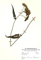 藏品(腺葉澤蘭)的圖片